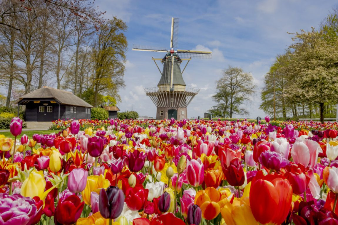 Keukenhof. A 50 minuti di auto da Gouda.