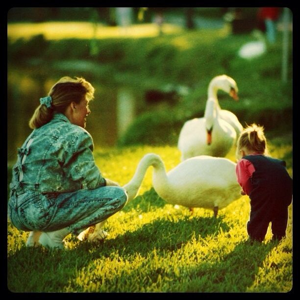 Bekijk de vele zwanen rond Lake Morton in het prachtige Downtown Lakeland