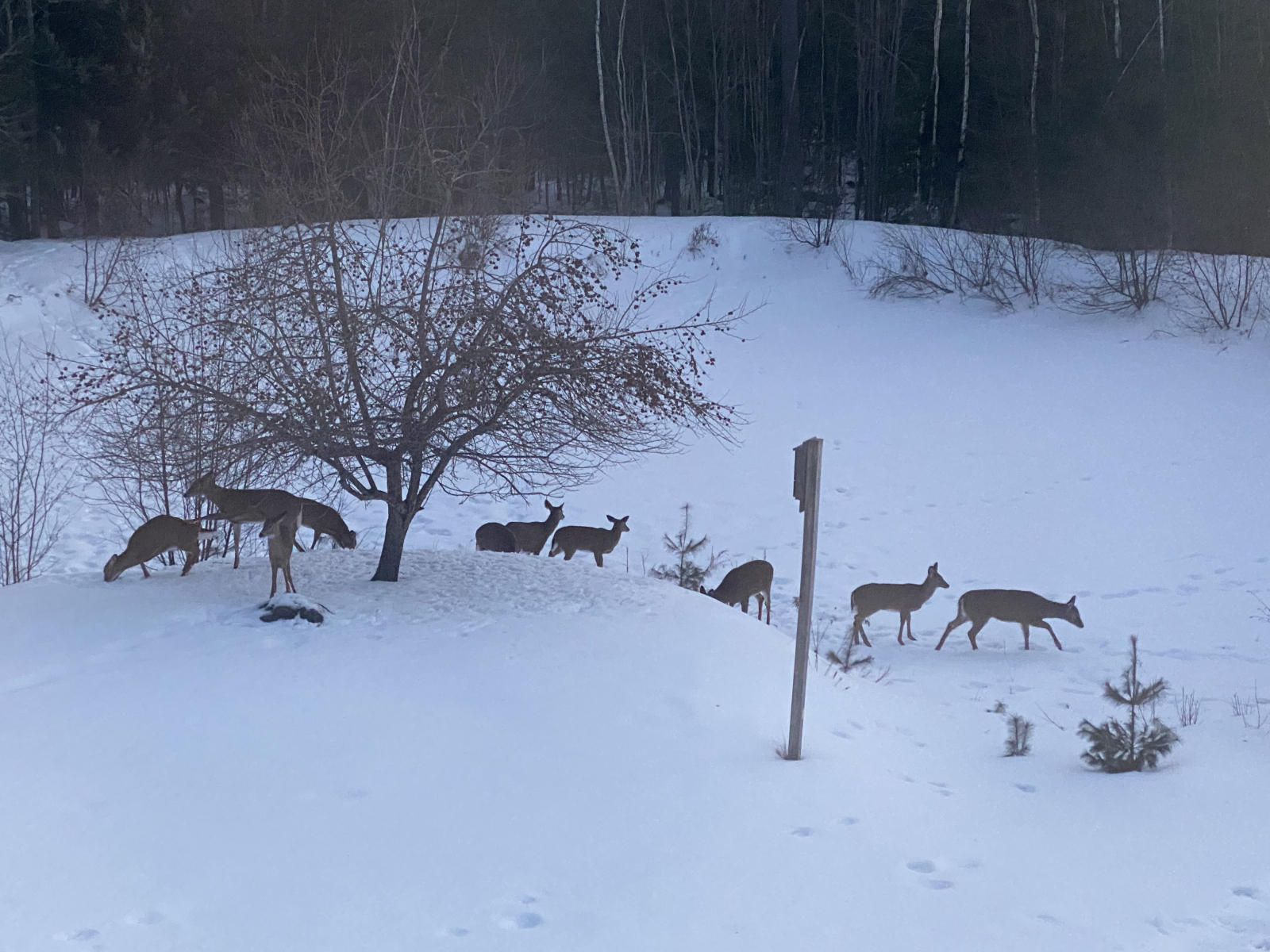 Visitantes do quintal caminhando pelo nosso lago congelado no inverno.
