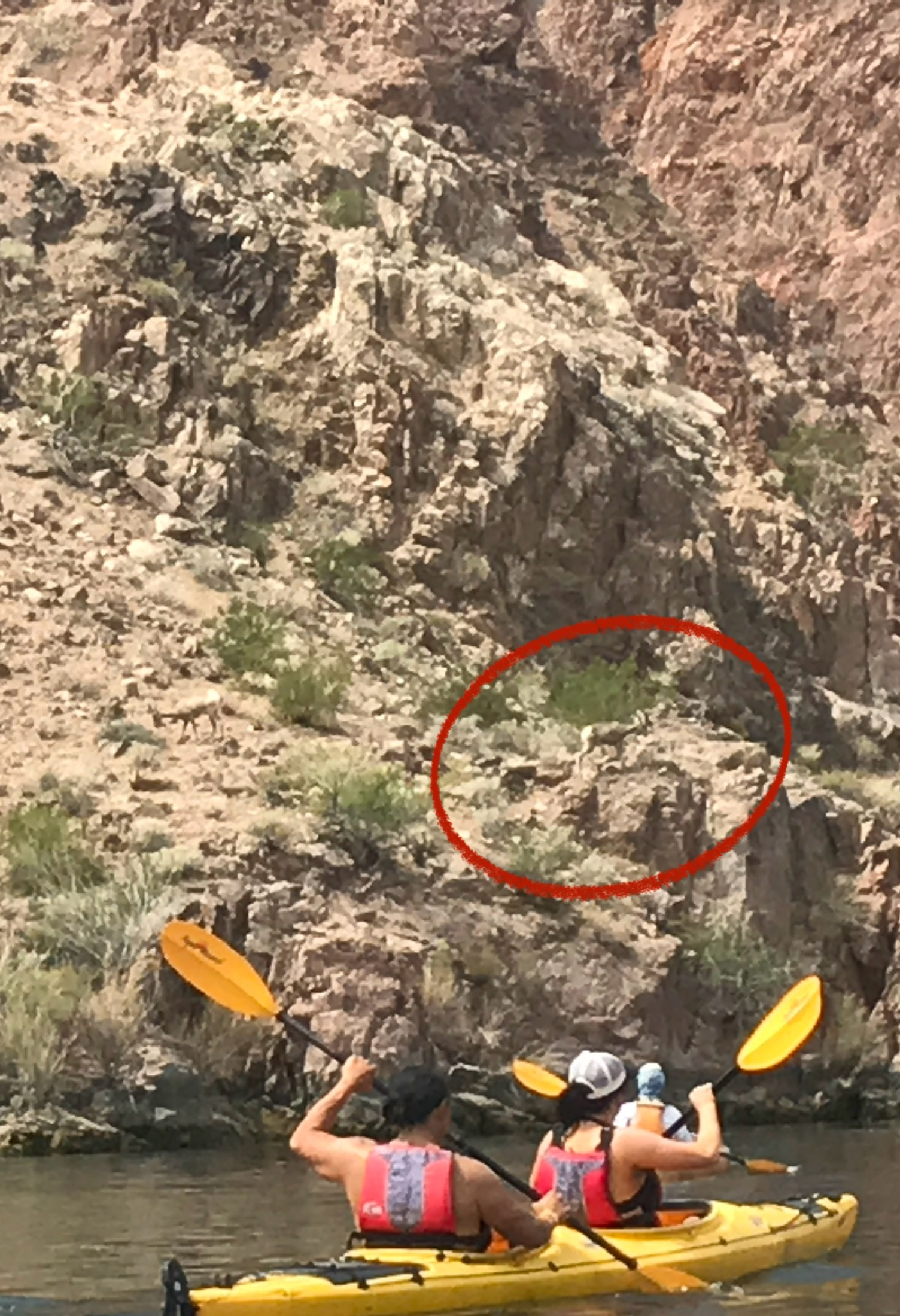 Look closely!  While kayaking through the canyon (Emerald Caves / Willow Beach Tour) you can see var ...