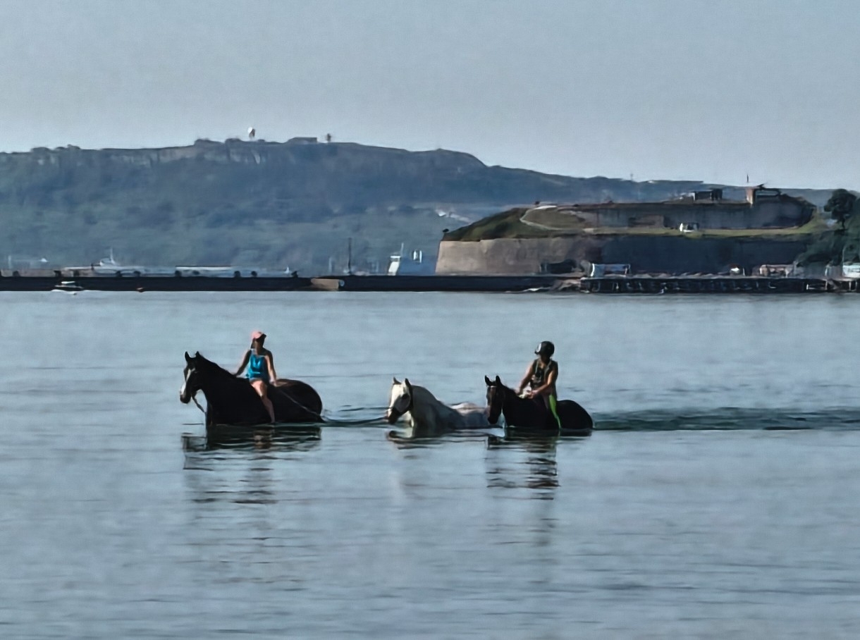Horses are a common view in the sea if you are up early in the morning.