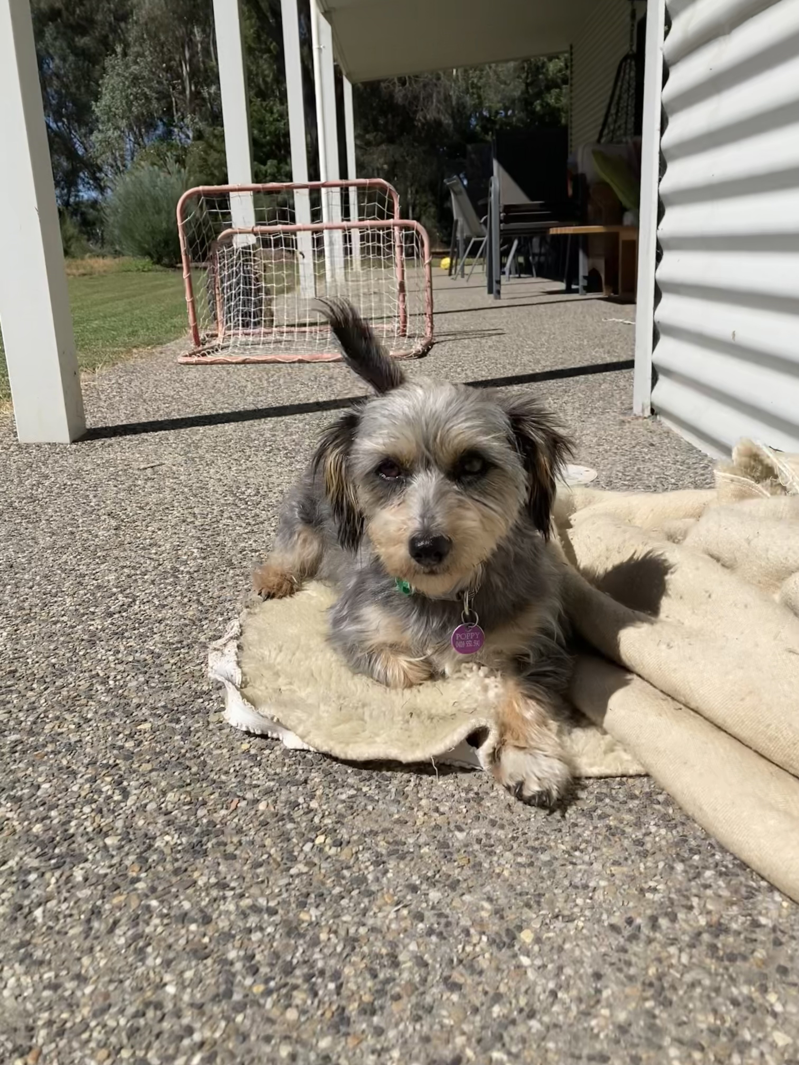 Klaproos - Mini Foxy X Maltezer