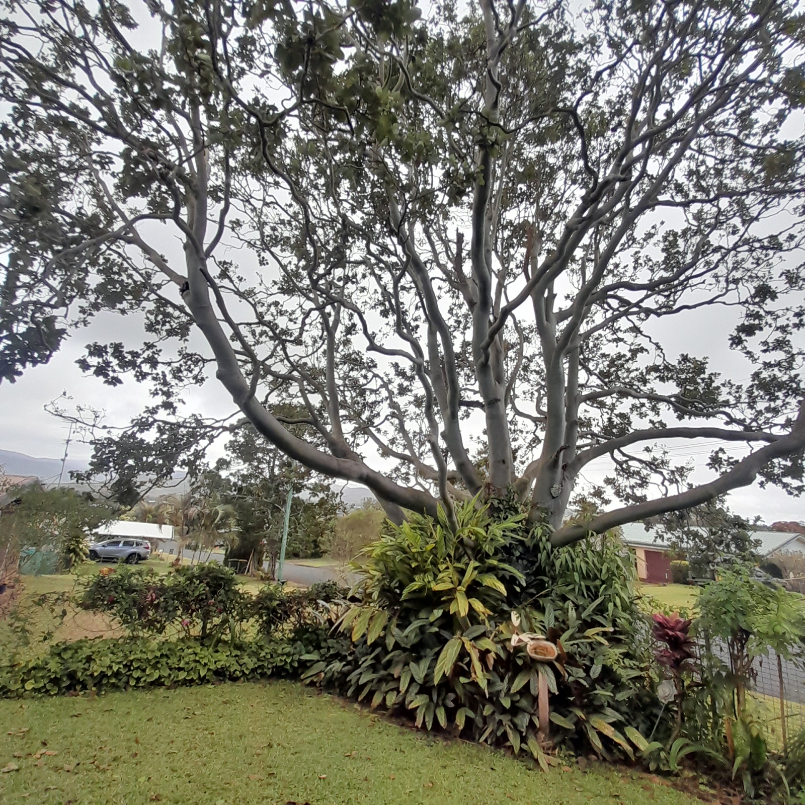 Atherton Tablelands near Cairns. Rainforests, lakes and waterfalls