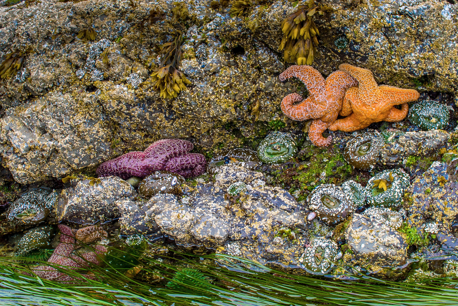 Visitare le pozze di marea a Botanical Beach vale le due ore di auto dalla nostra casa a Nanaimo.