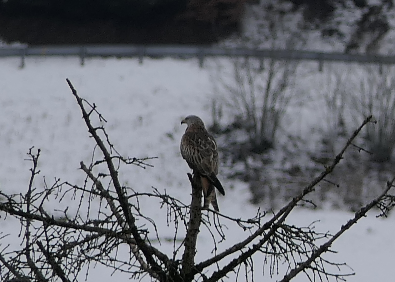 Red Kite, next to the village