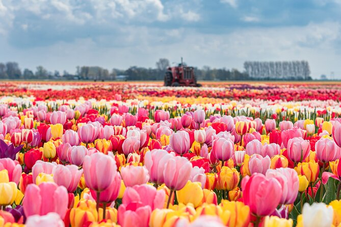 Keukenhof. A 50 minuti di auto da Gouda.