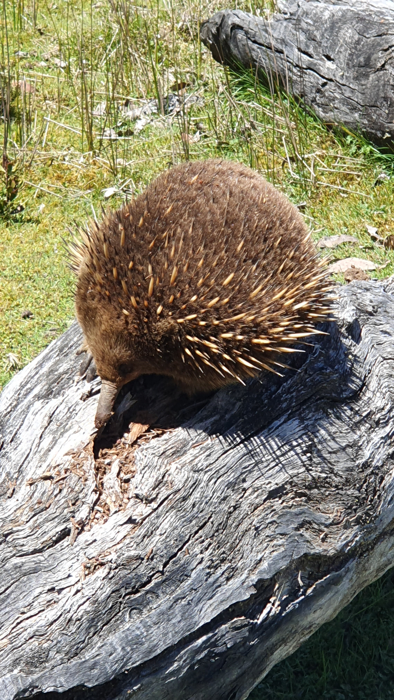 Echidna, la faune locale