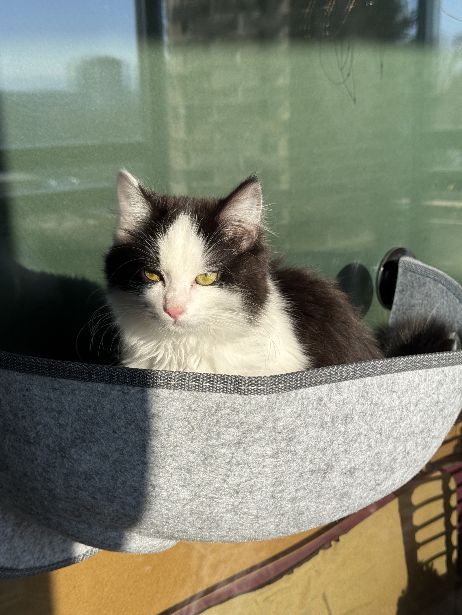 Gata da Segunda Dama Chiva