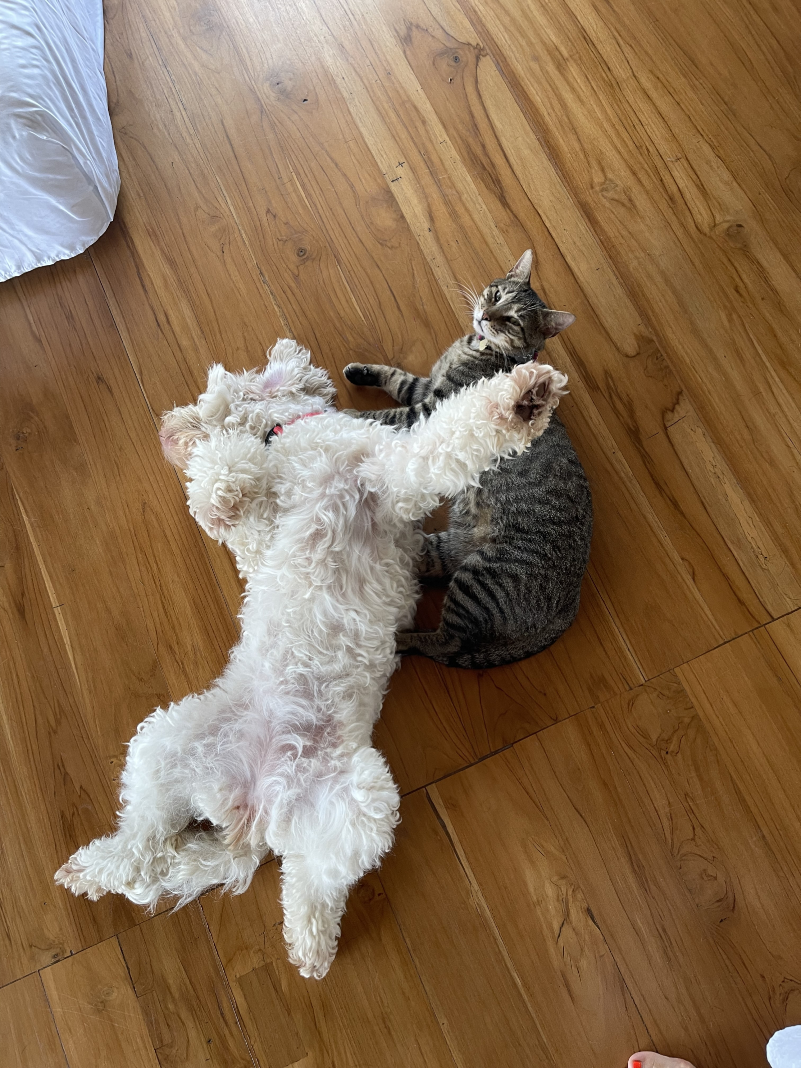 Son las mejores amigas: Lola🐩 y Porco🐈 ☺️❤️