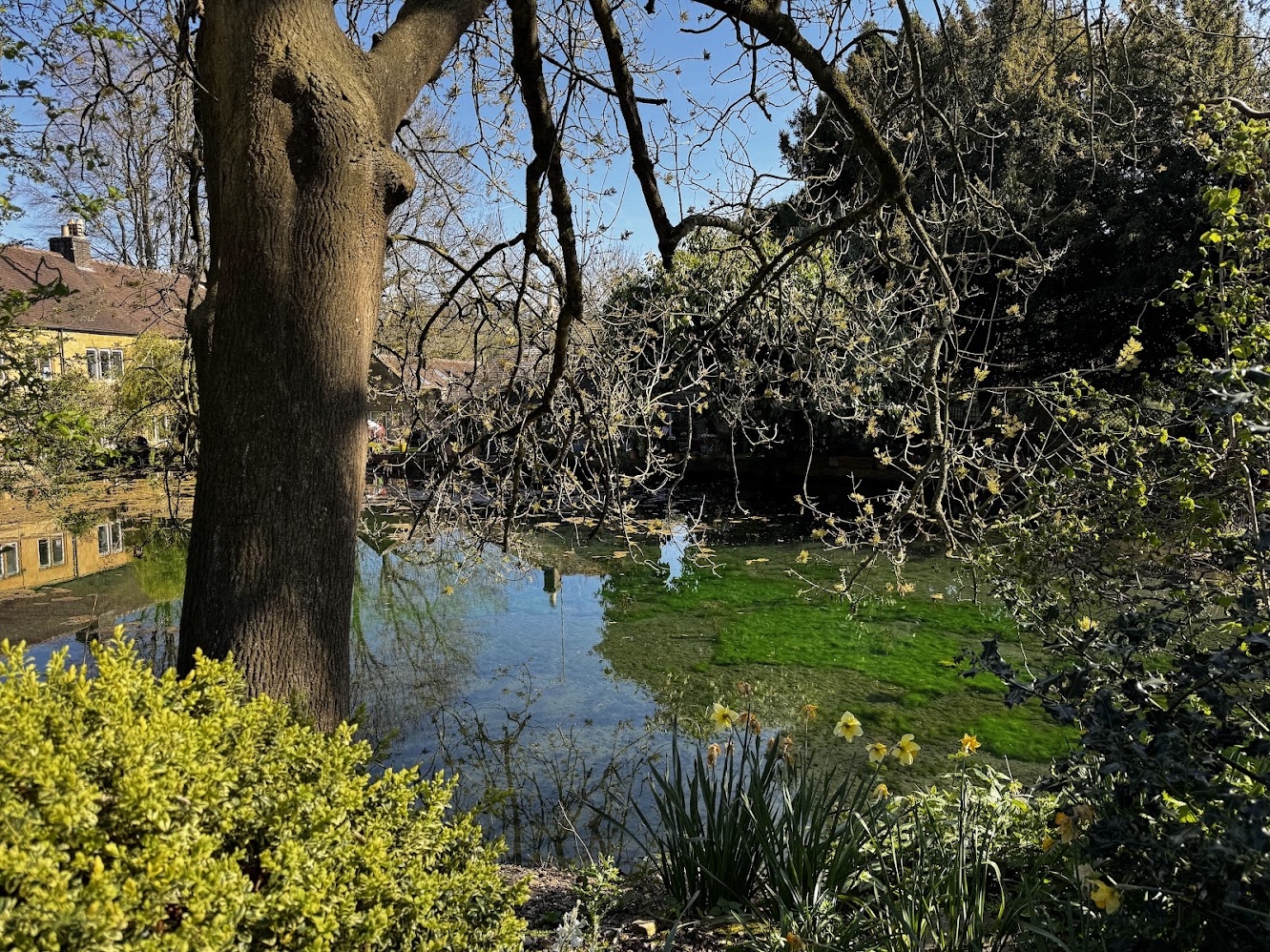 Another view of our pond and house in the background.