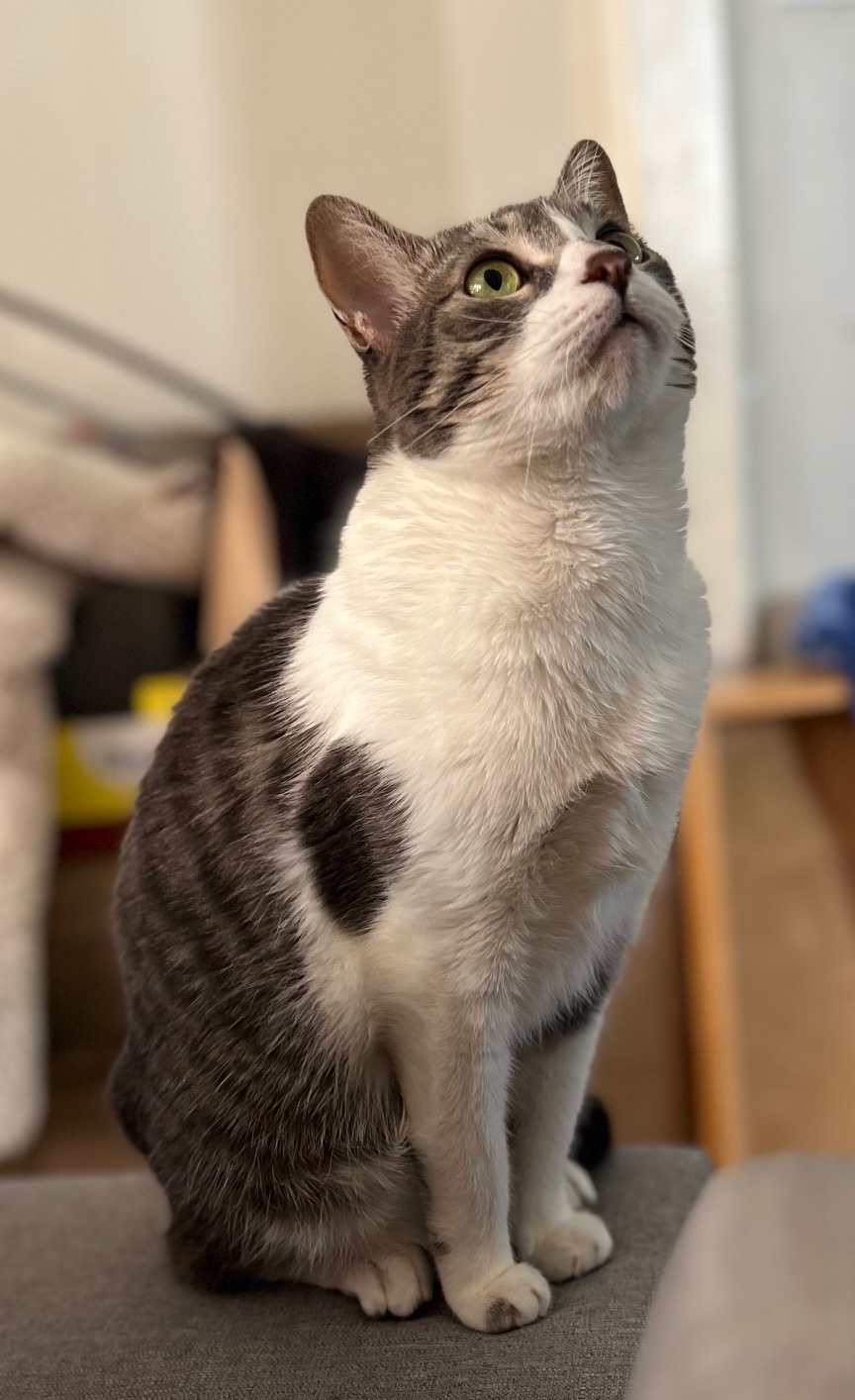 Abbiamo due gatti. La disponibilità ad accoglierli nella tua famiglia mentre sei qui è essenziale :) La nostra gattina è timida, ma le piace la compagnia tranquilla, e una volta che si è scaldata con te, le piace giocare.