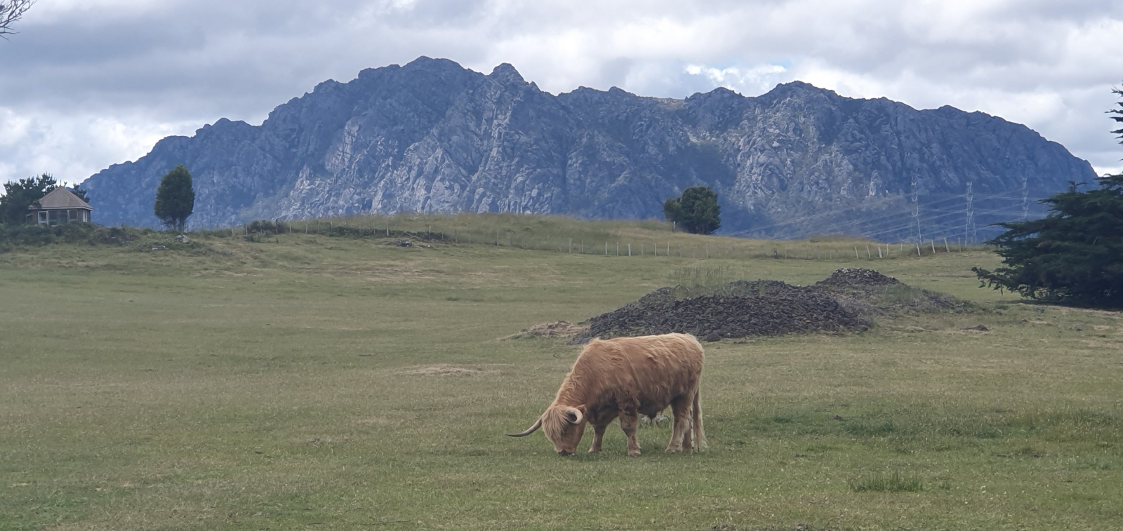 Highland Cow près du mont Roland, Sheffield.