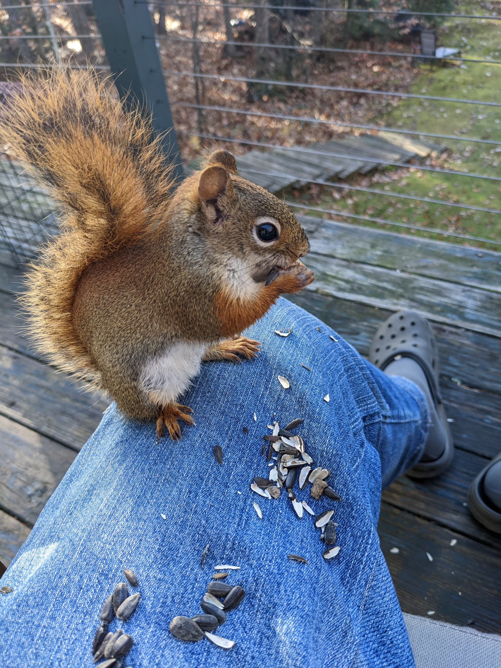 Ci sono alcuni scoiattoli rossi addomesticati che potrebbero permetterti di dar loro da mangiare