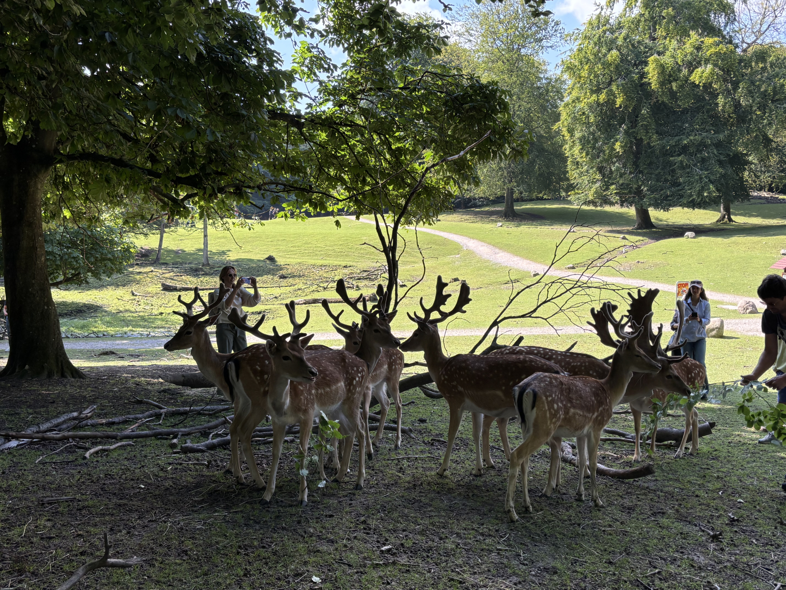 Dyrehaven à Marselisborg à Århus