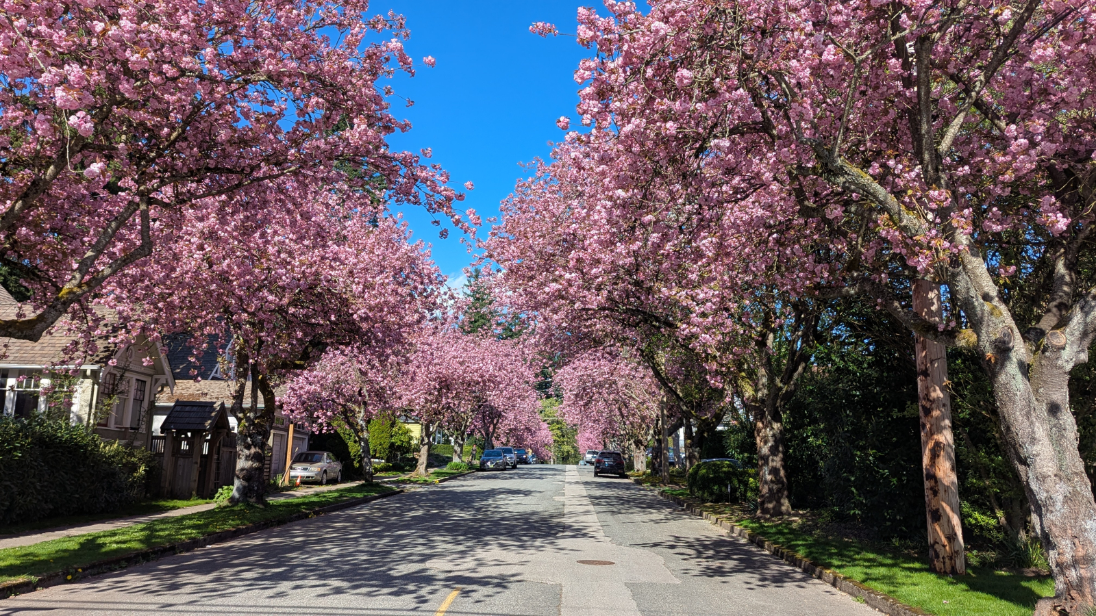 Lots of cherry blossoms in our neighbourhood within walking distance :-)