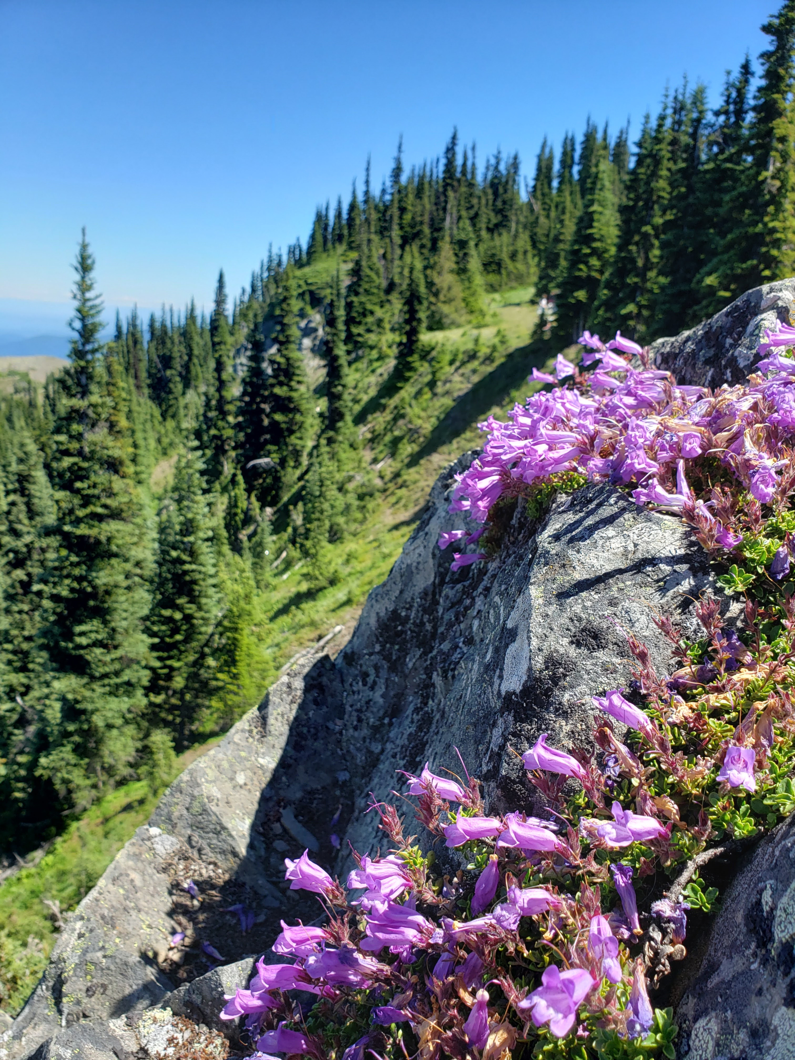 🏡 5 bedroom Pacific Northwest Base Camp — Seattle Area, Washington, USA