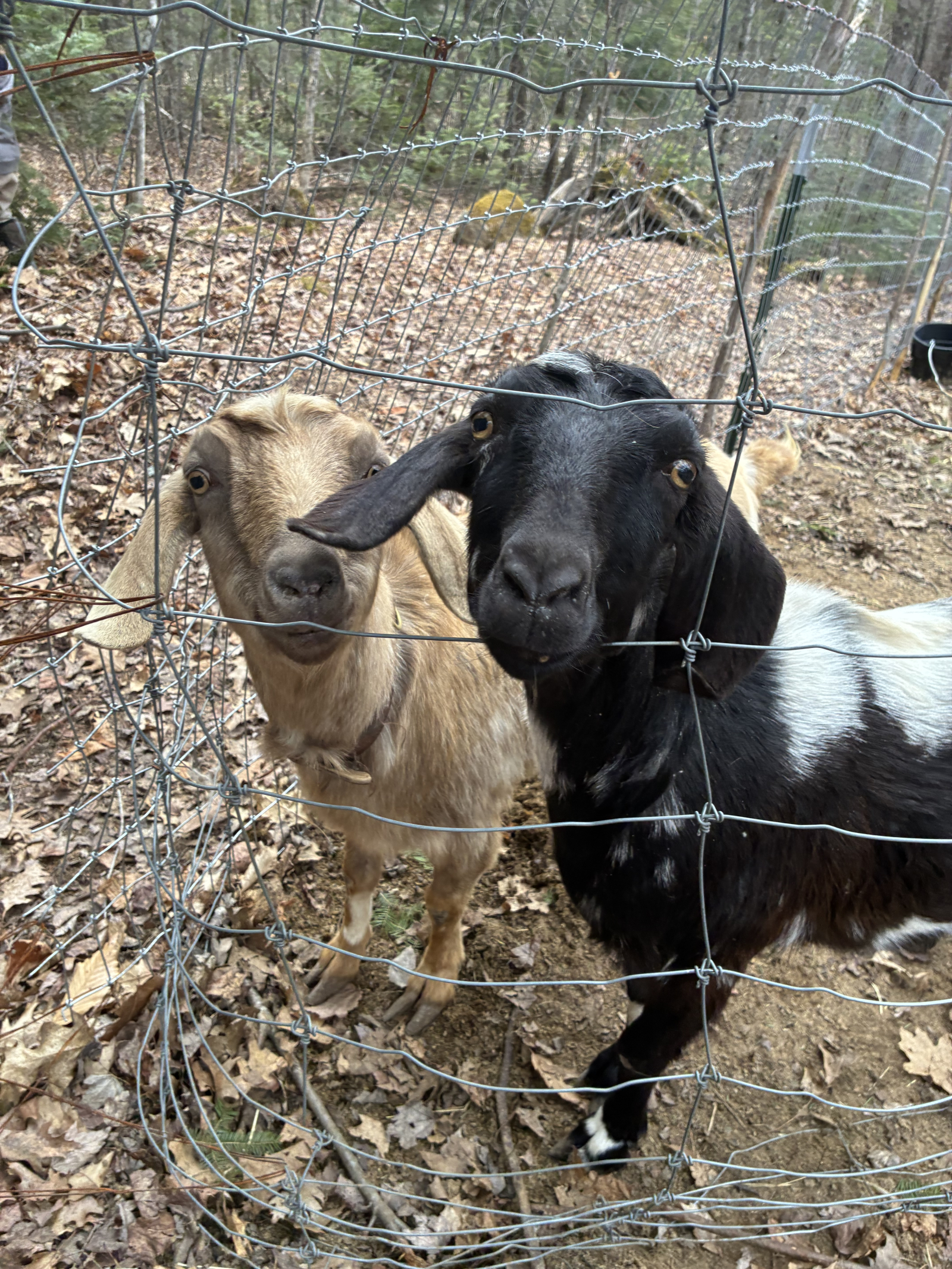 Esperienza di casa rurale affascinante e adatta alle famiglie