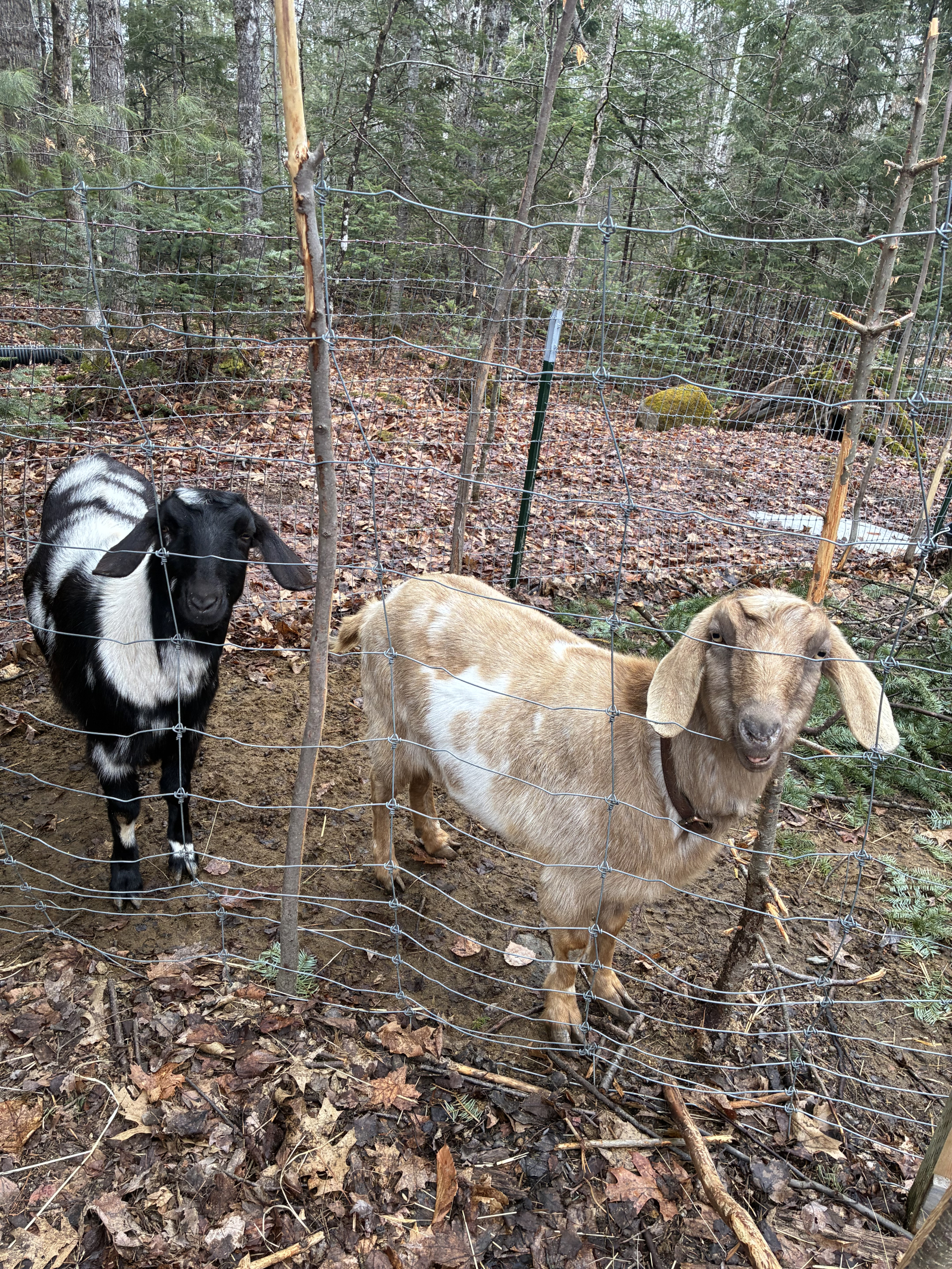 Esperienza di casa rurale affascinante e adatta alle famiglie