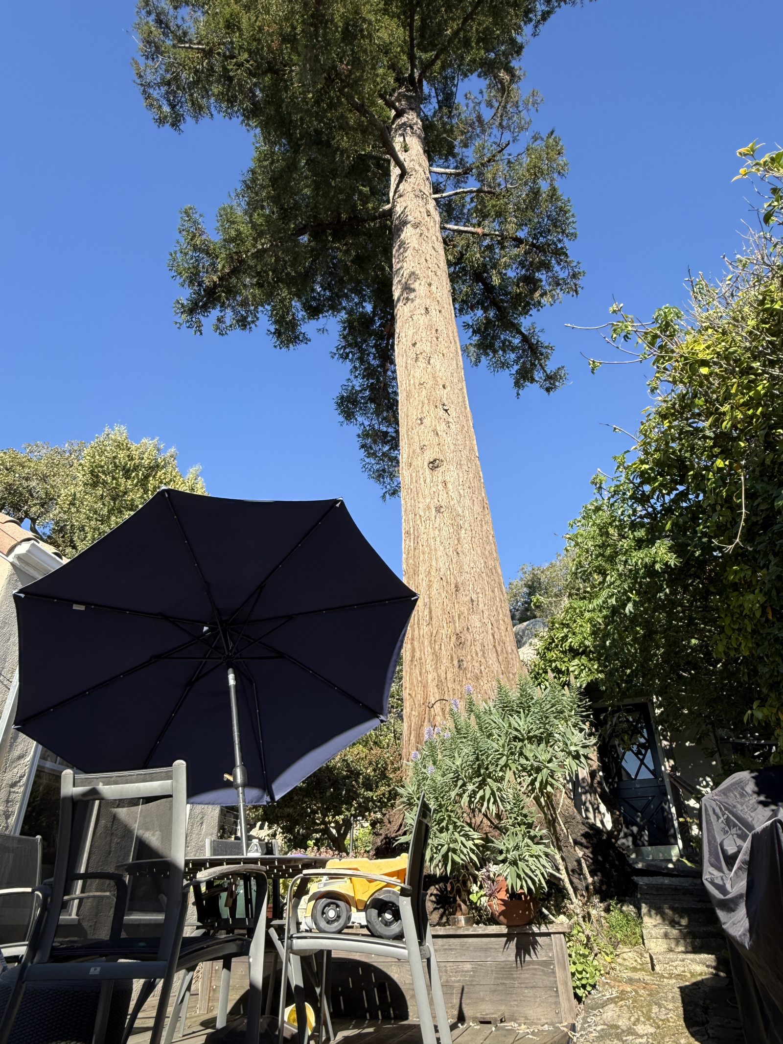 Preciosa casa histórica en Berkeley, CA — ¡jacuzzi y árbol de secuoya!