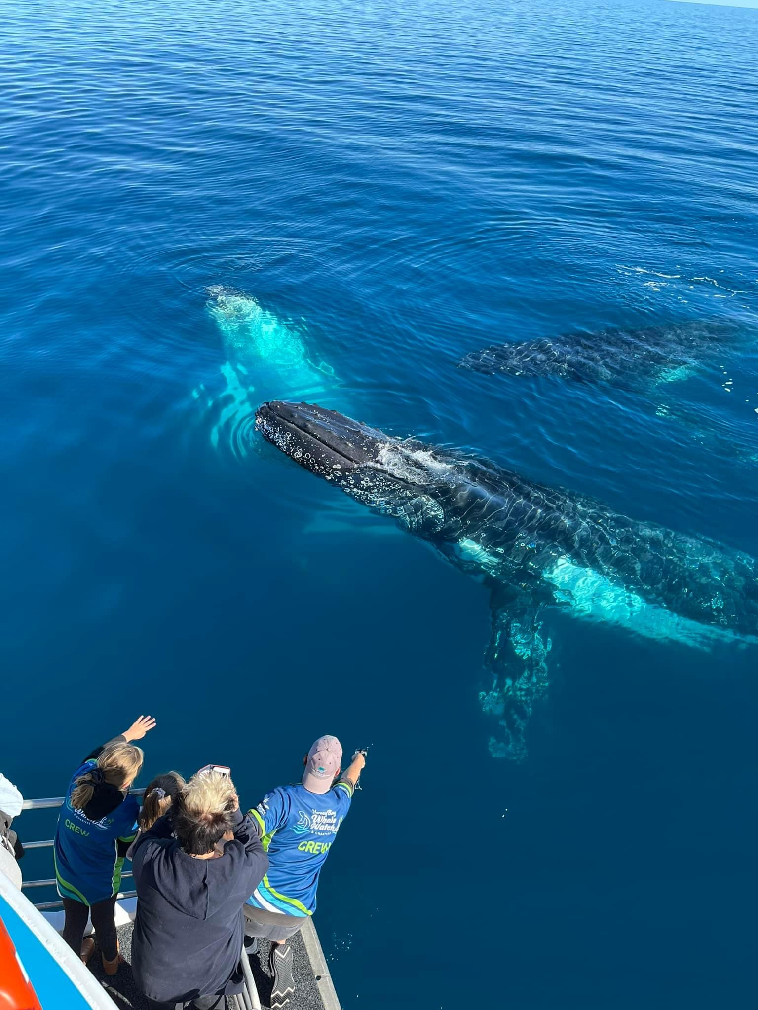 Whale watching boat.