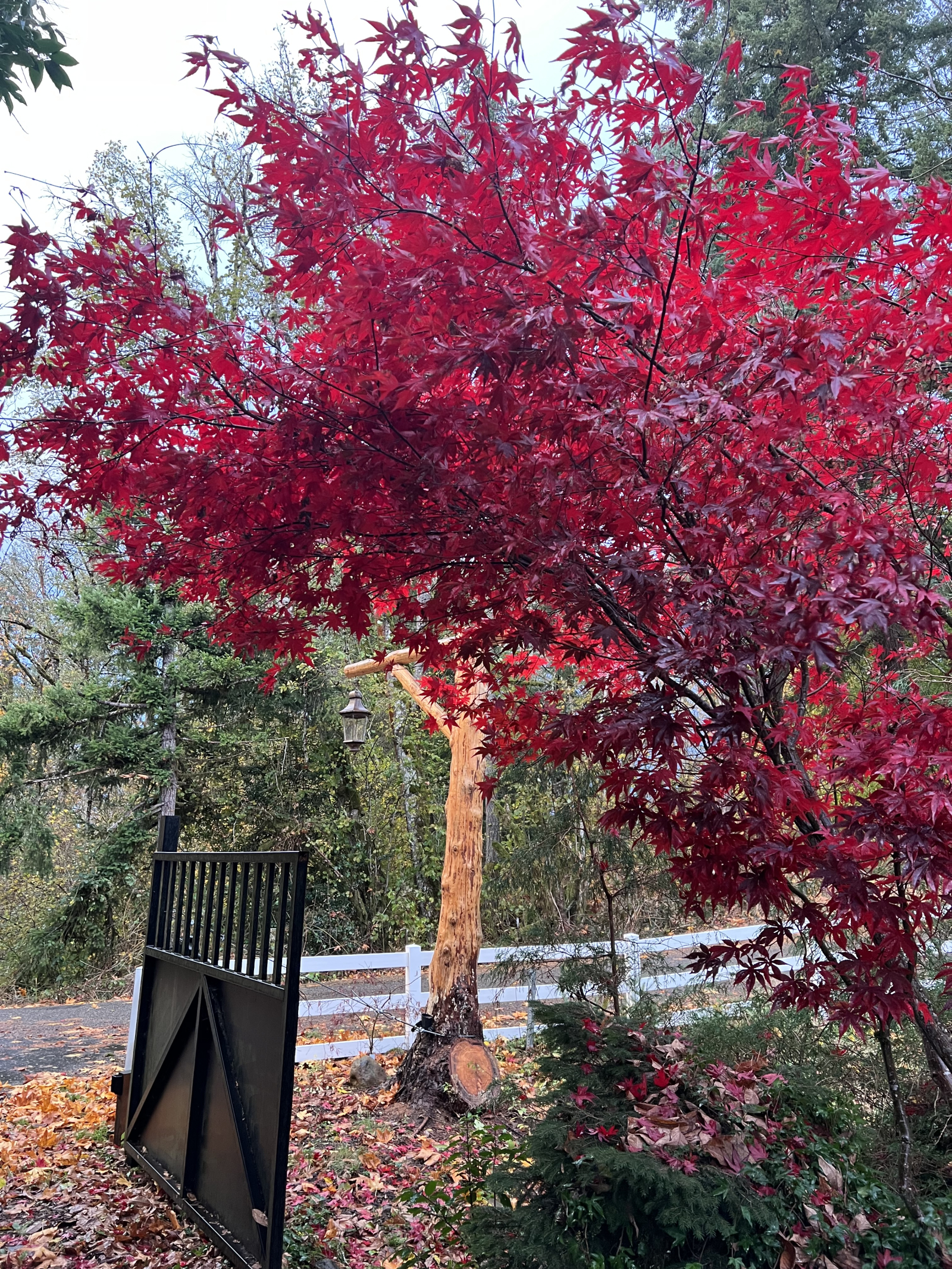 Fall at our house in Oregon