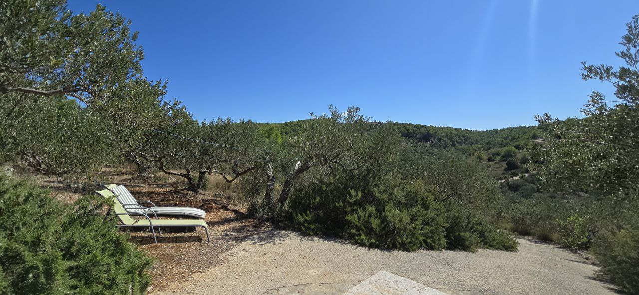 Sunbeds in the olive groove - our favorite place on the property.