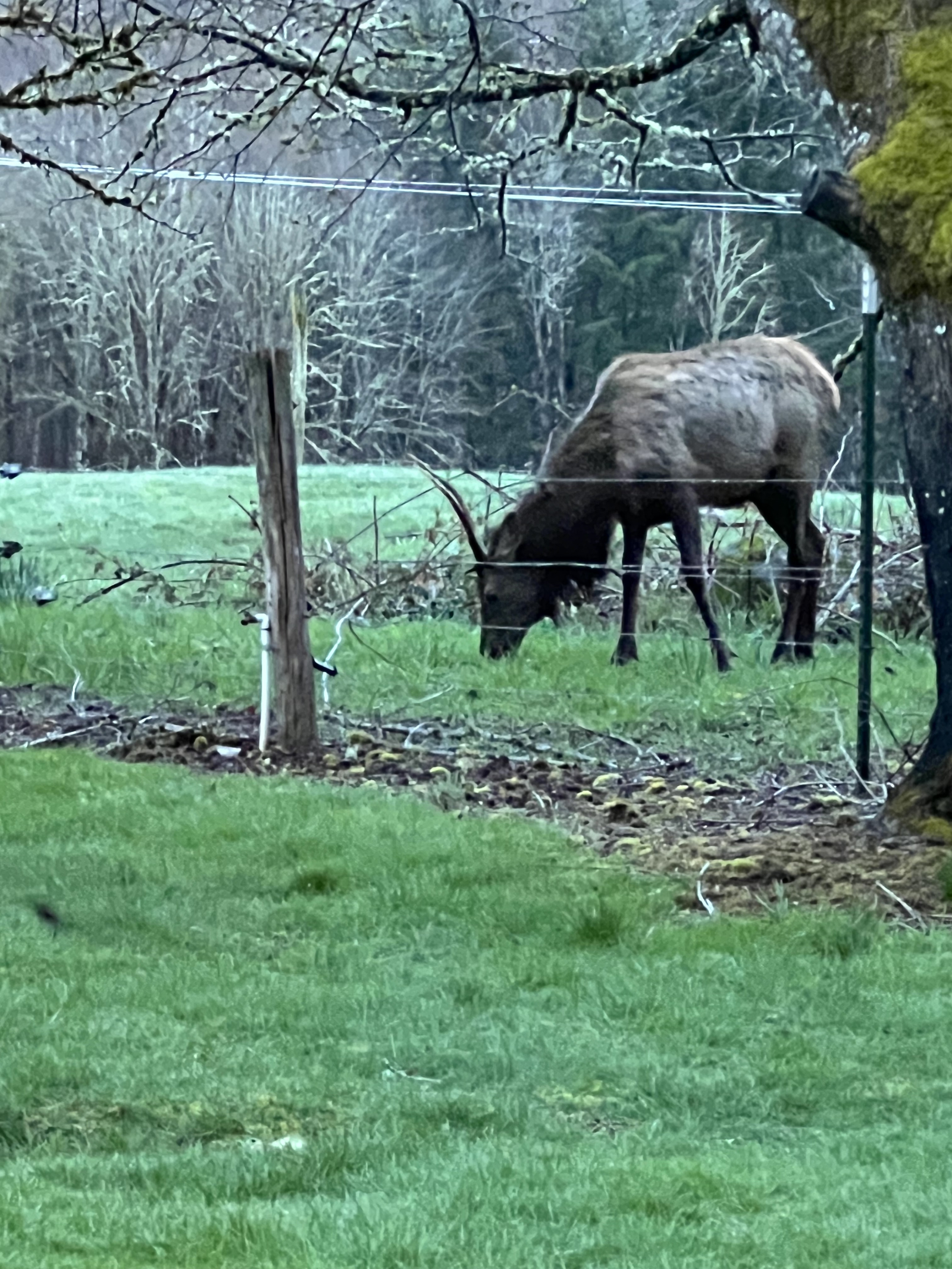 We hebben een kudde elanden die graag in het veld van de buren rondhangt. Deze foto is van de hoofdslaapkamer.