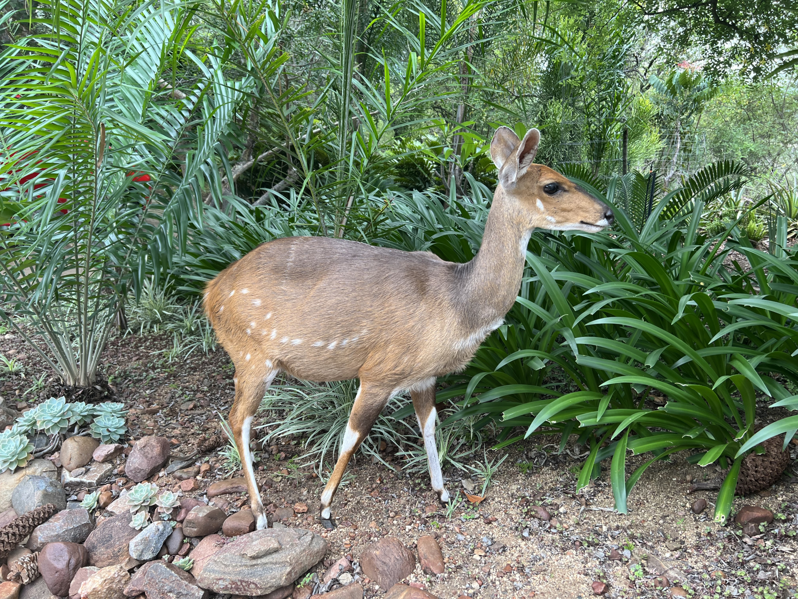 Peace and Tranquility in the Bush