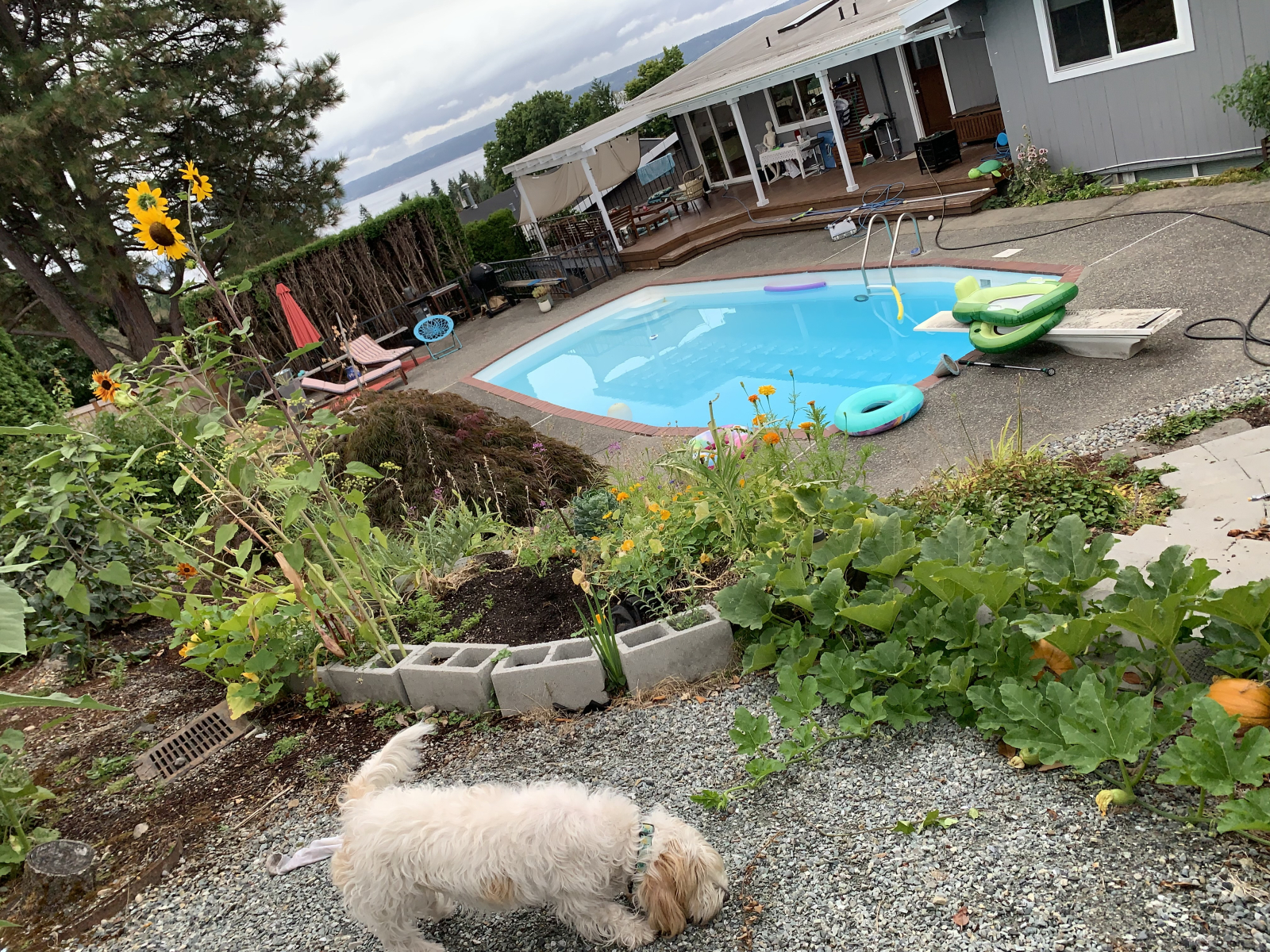 Mid century oasis with view of the Puget Sound