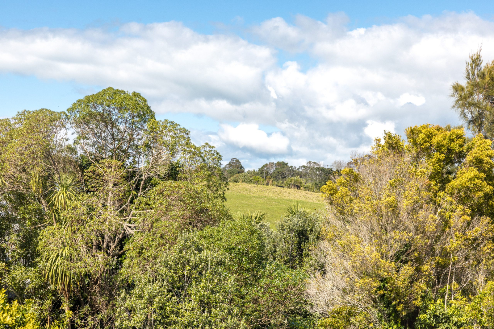 Walk to Palm Beach on magical Waiheke Island