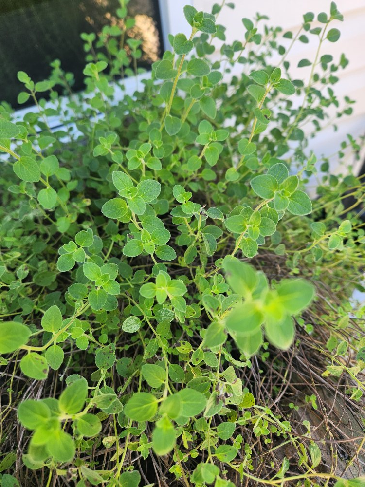Retraite charmante dans les villages | Porche du lever du soleil • Jardin d’herbes • Évasion paisible