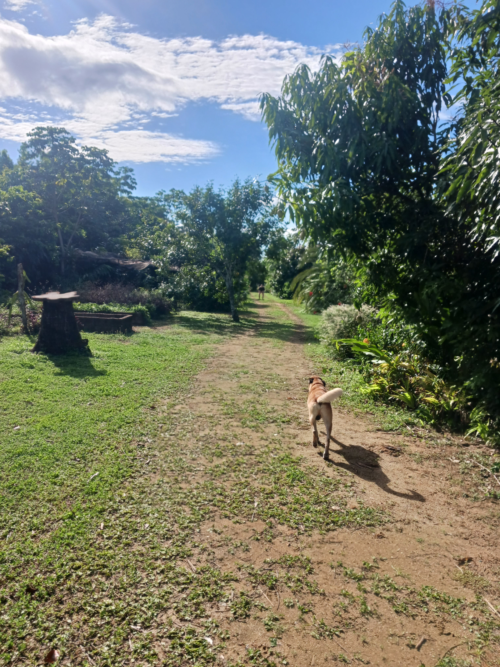 Charming house in the jungle Available July 2026