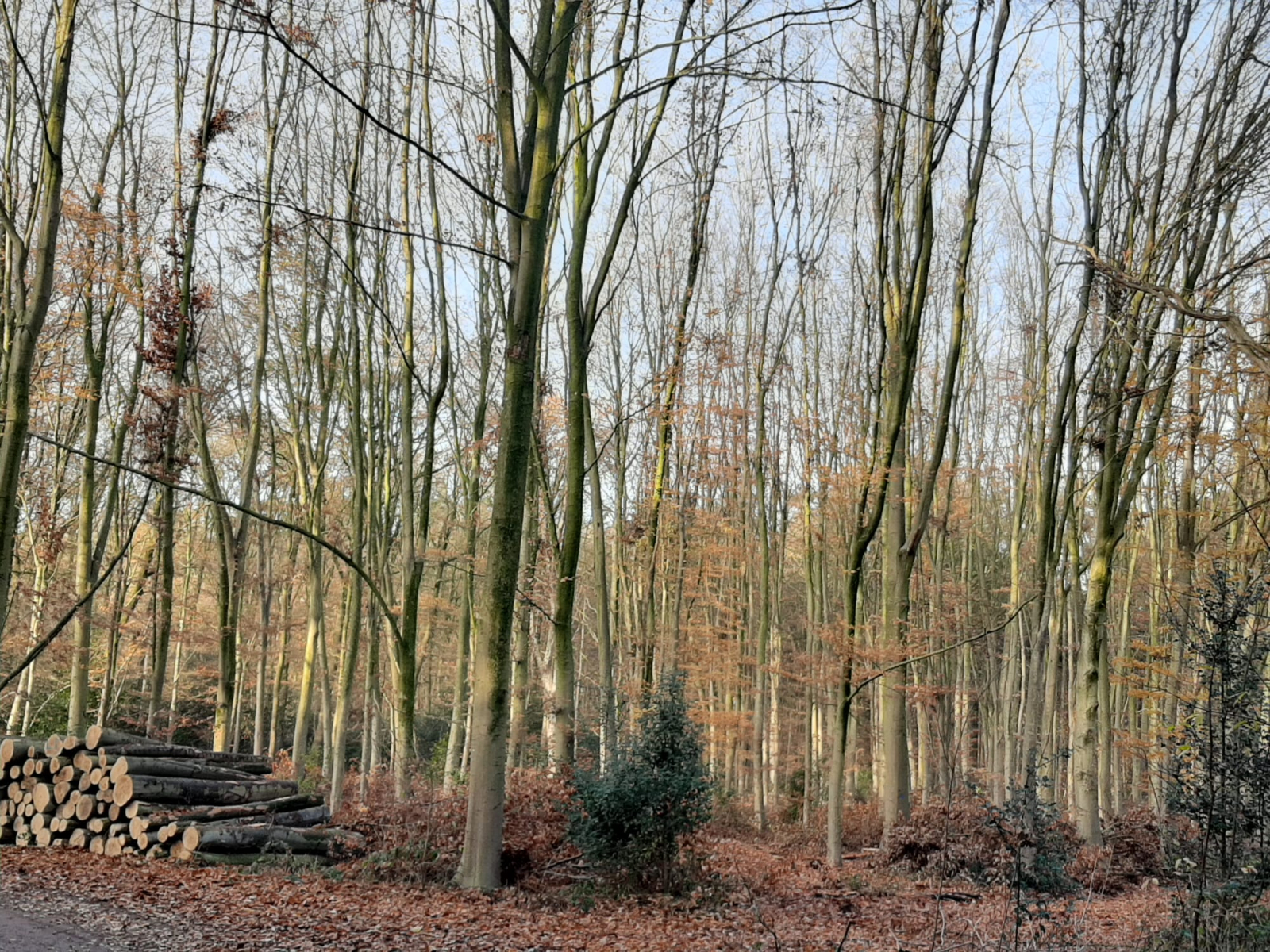 Bella casa con 2 camere da letto con un enorme giardino e vista sul mulino a vento olandese