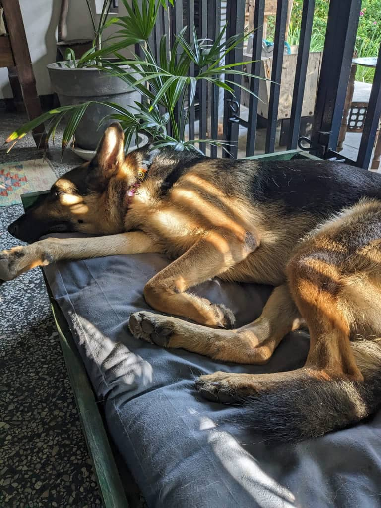 Zanzibar- dog incl. in 3 bedroom house on Zanzibar- 200 m from a  beautiful beach.