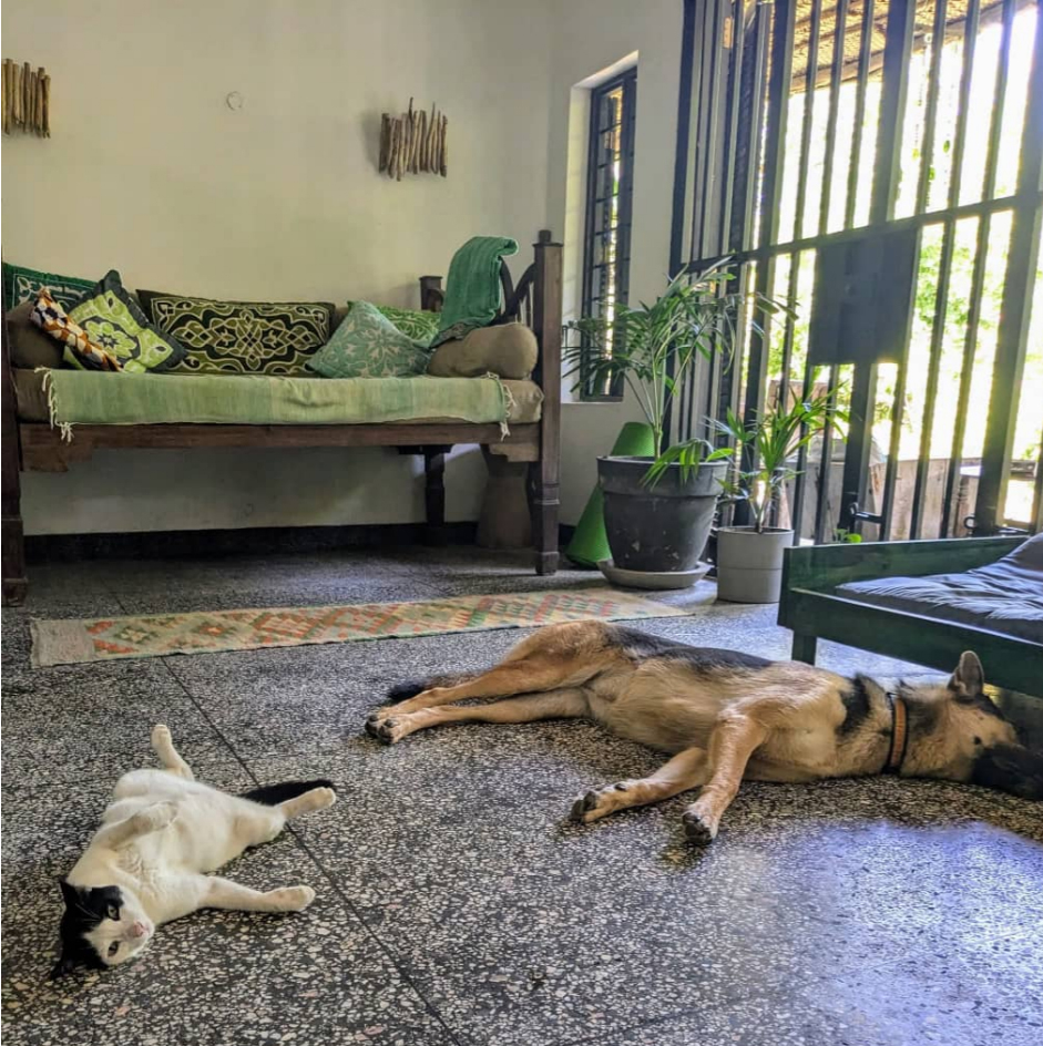 Zanzibar- dog incl. in 3 bedroom house on Zanzibar- 200 m from a  beautiful beach.