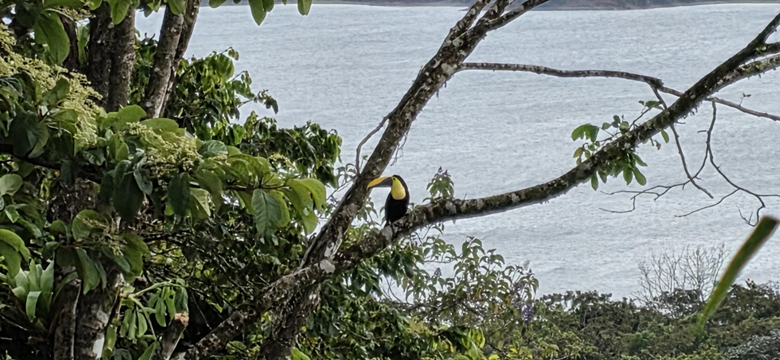 bird watching paradise, centrally located, million dollar lake, jungle and mountain views.