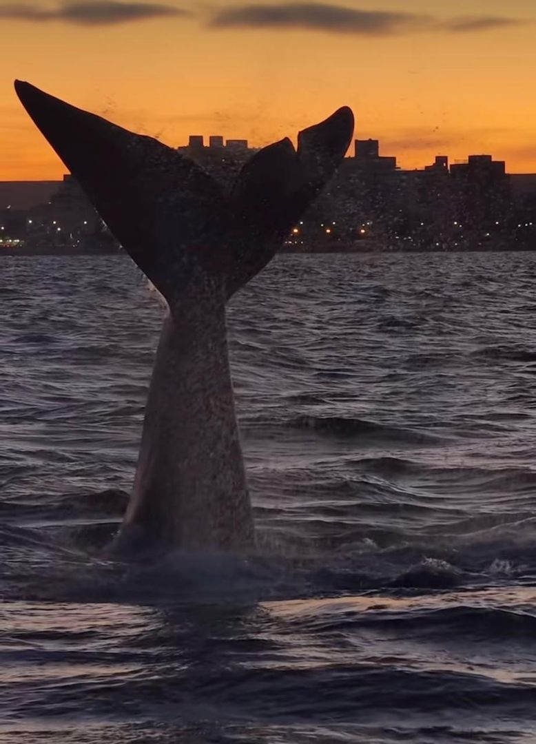 Les baleines à Puerto Madryn