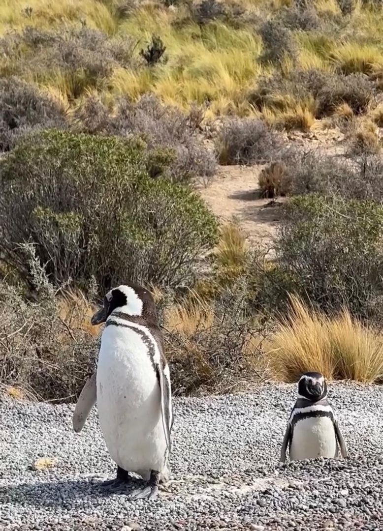 Les manchots à Punta Tombo