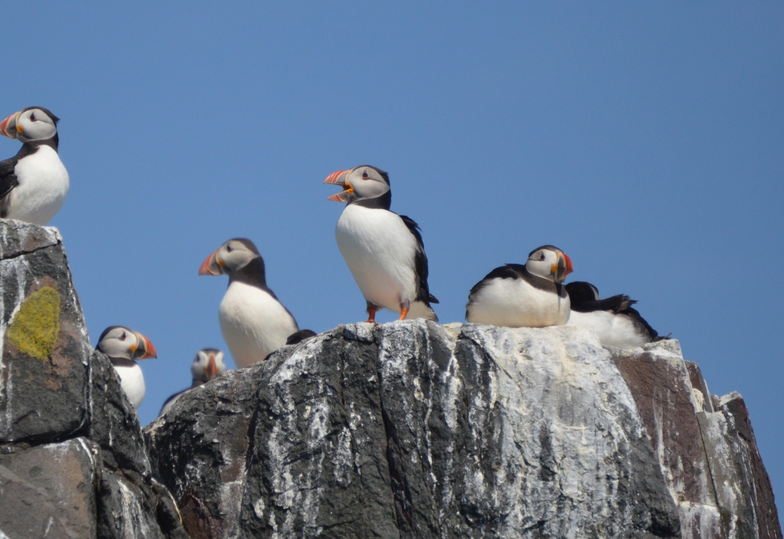 Los frailecillos anidan durante los meses de verano en la isla Coquet y las islas Farne.