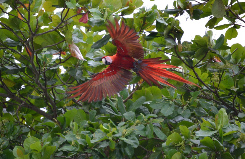 Appartamento incantevole in Costa Rica