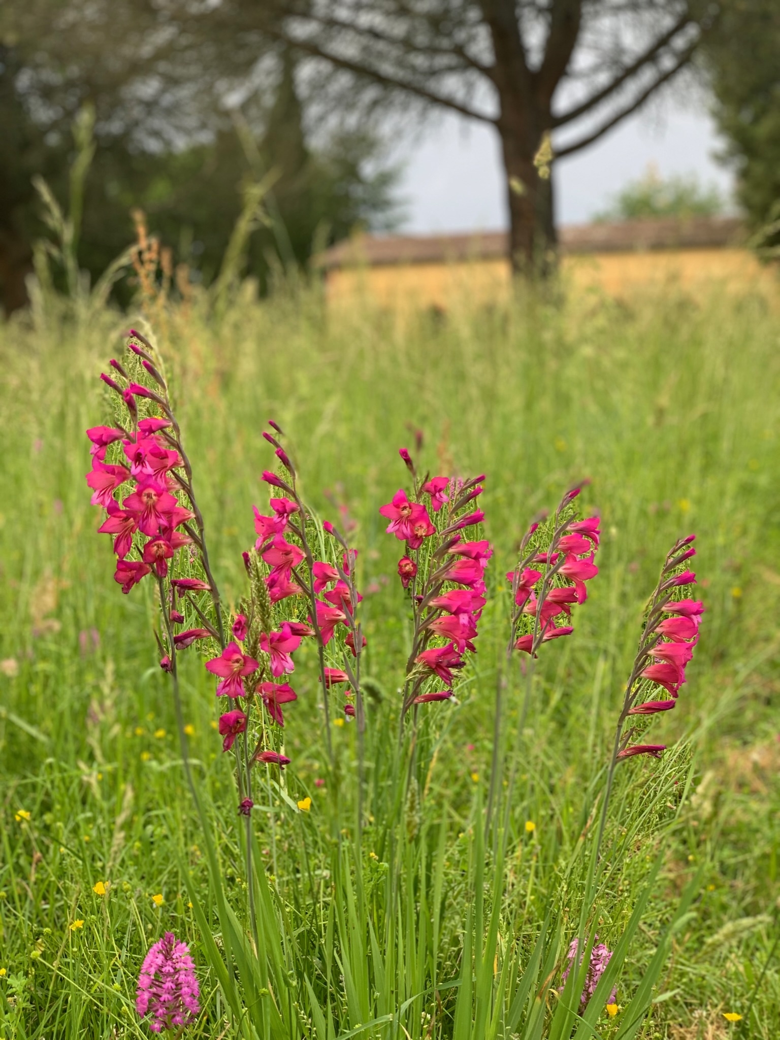 Luxury in Nature. Country Comfort and Historic Charm in the South West of France