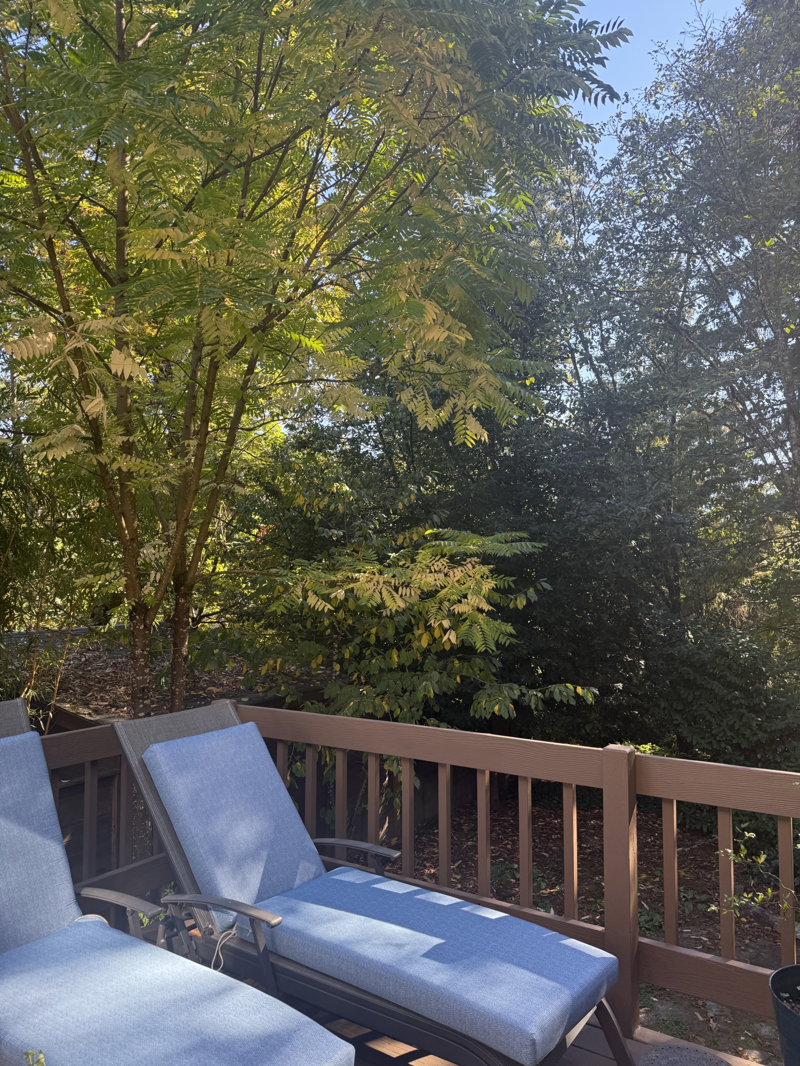 Quiet retreat in the trees, private deck, 15 minutes from the best of Portland