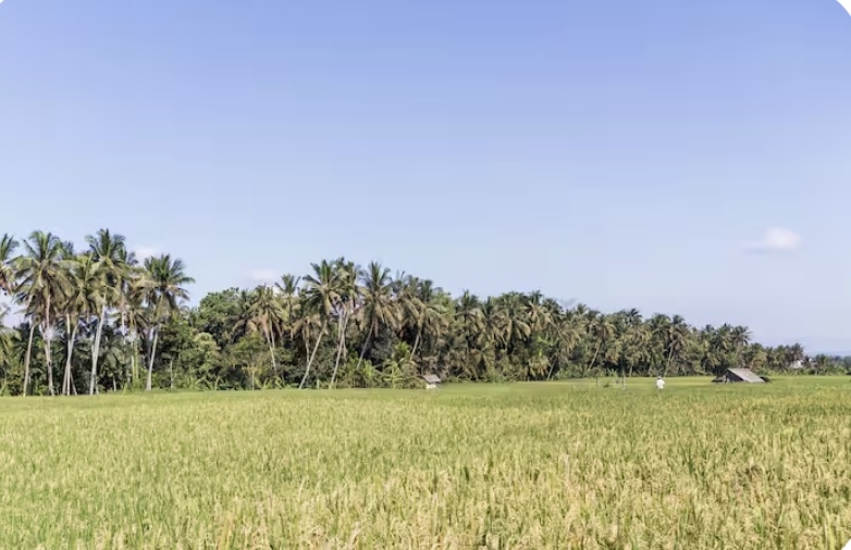 Artist residence in the ricefields