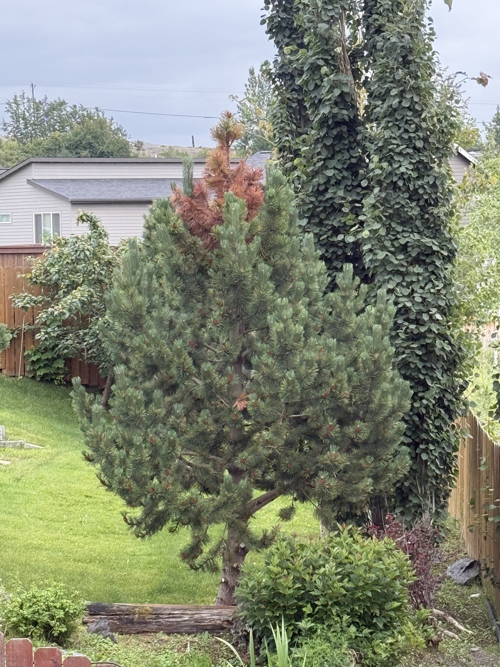 Family home in one of the best neighborhoods in Anchorage.