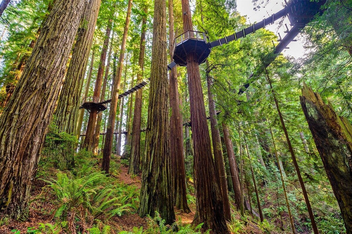 This is a skywalk in a redwood forest park about 2 miles or 3 kilometers from the house. You can amo ...