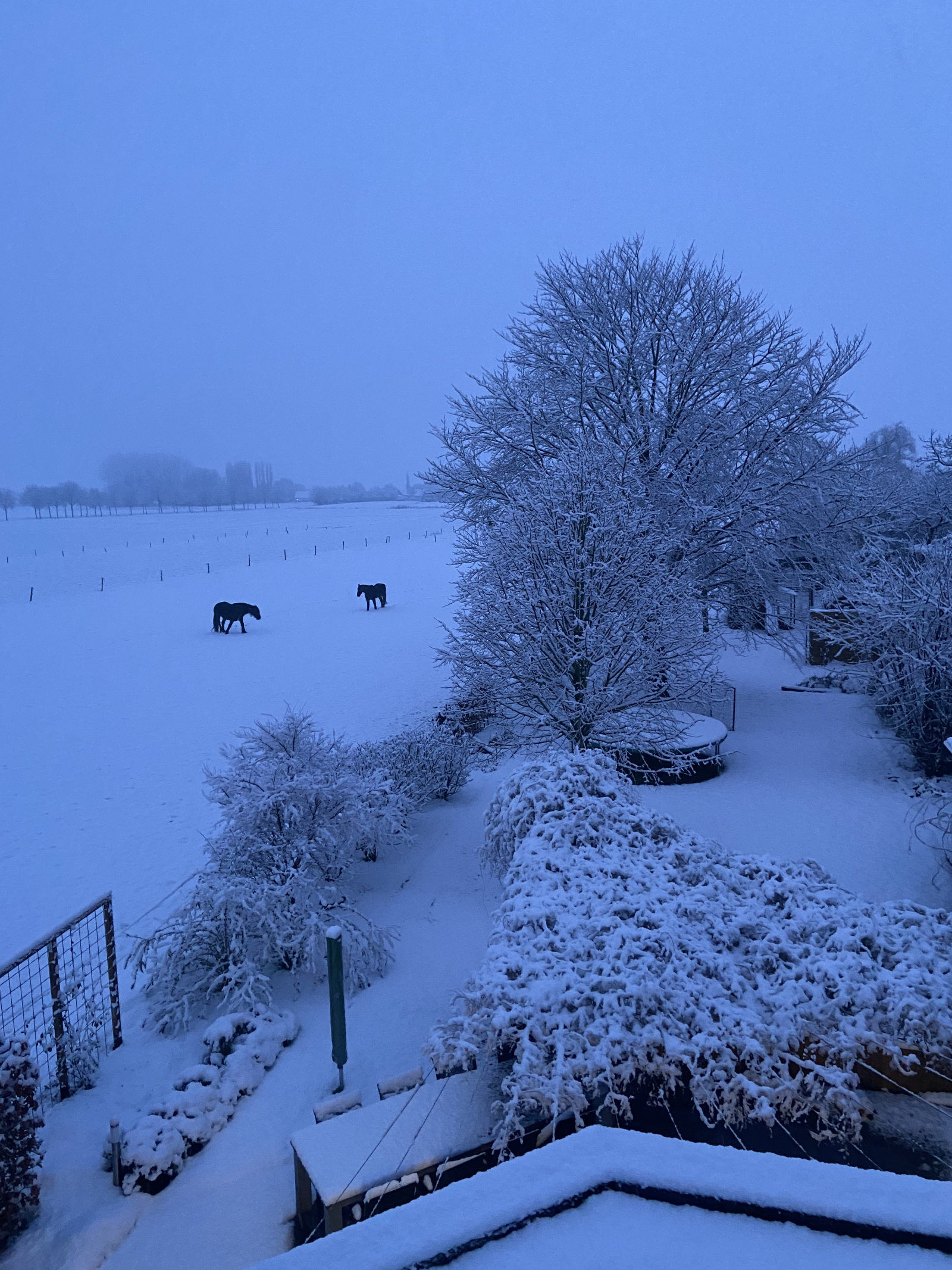 Onze tuin in de eerste sneeuw van 2025!
