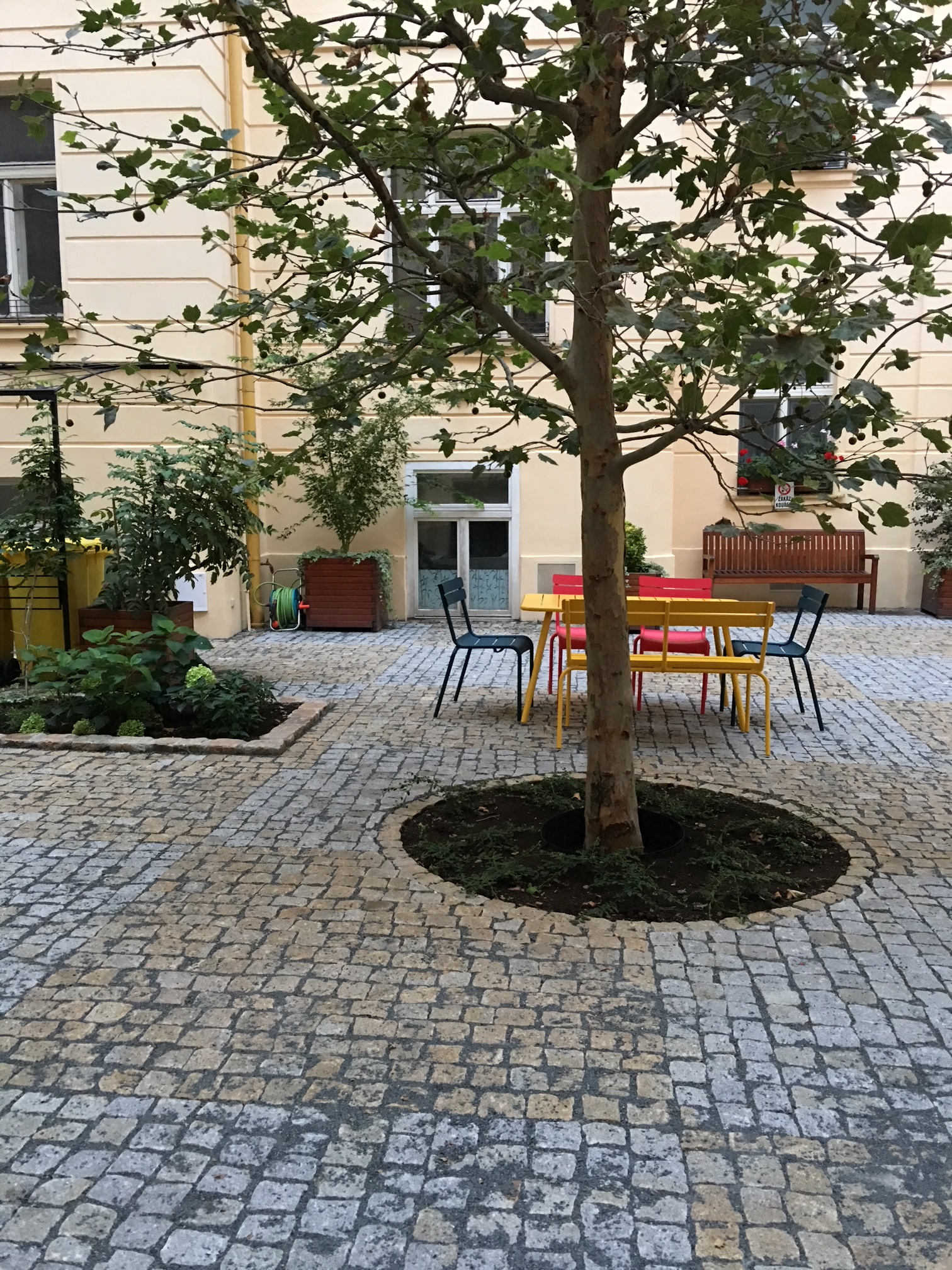 Our courtyard (shared with all the neighbours) and plane tree (several years ago -- it's even bigger now!)