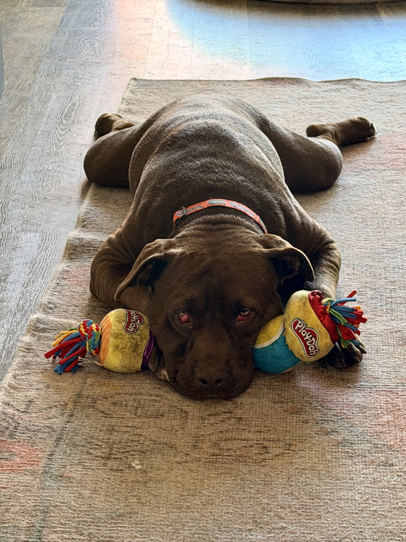 Our foster dog Frankie (soon to be adopted). He’s had a rough life and it takes a minute for him to trust new people but he’s gentle and sweet