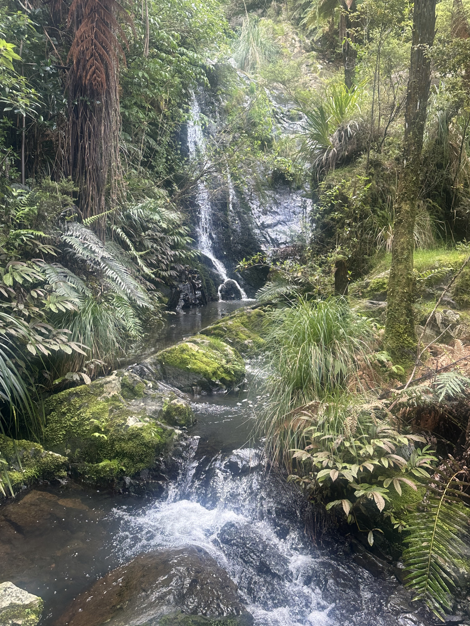 The nearby Tanekaha track, with various options for bush walks.