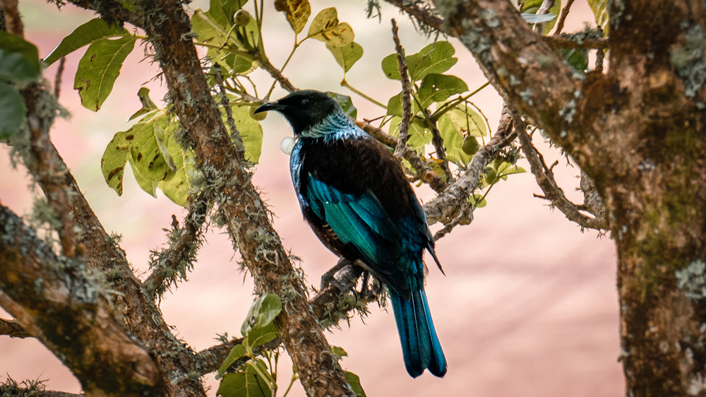 C’est un tui. Il y en a beaucoup qui vivent ici ainsi que d’autres oiseaux indigènes.